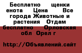 Бесплатно !!! щенки енота!! › Цена ­ 1 - Все города Животные и растения » Отдам бесплатно   . Орловская обл.,Орел г.